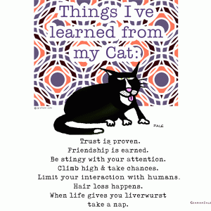 things i learned from my cat